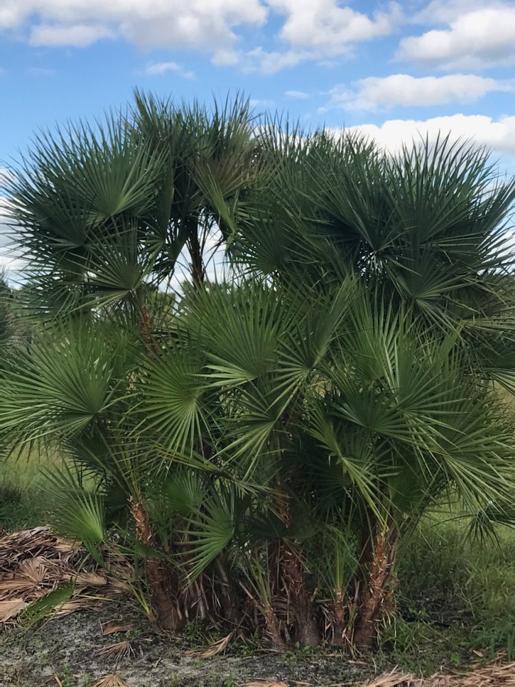 acoelorrhaphe-wrightii-everglades-palm-paurotis-palm