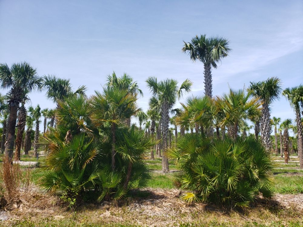 acoelorrhaphe-wrightii-everglades-palm-paurotis-palm