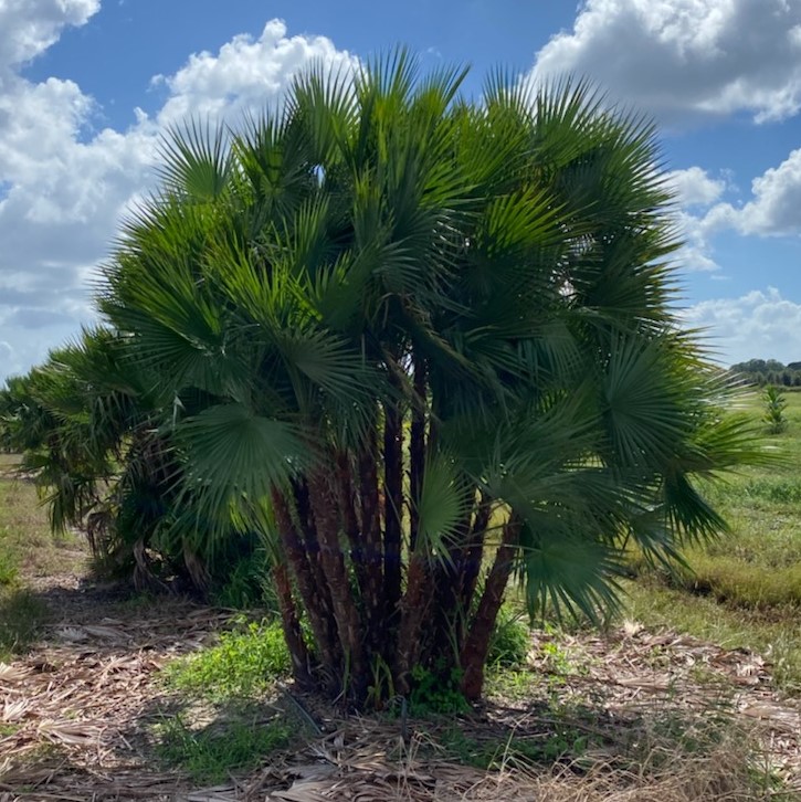 acoelorrhaphe-wrightii-everglades-palm-paurotis-palm