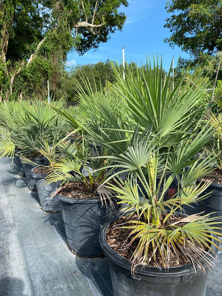 acoelorrhaphe-wrightii-everglades-palm-paurotis-palm