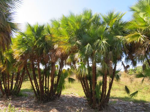 acoelorrhaphe-wrightii-everglades-palm-paurotis-palm