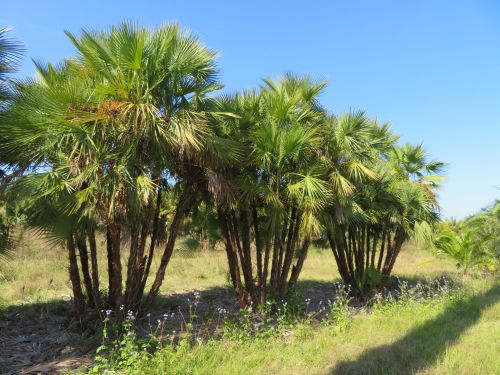acoelorrhaphe-wrightii-everglades-palm-paurotis-palm