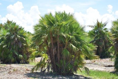 acoelorrhaphe-wrightii-everglades-palm-paurotis-palm
