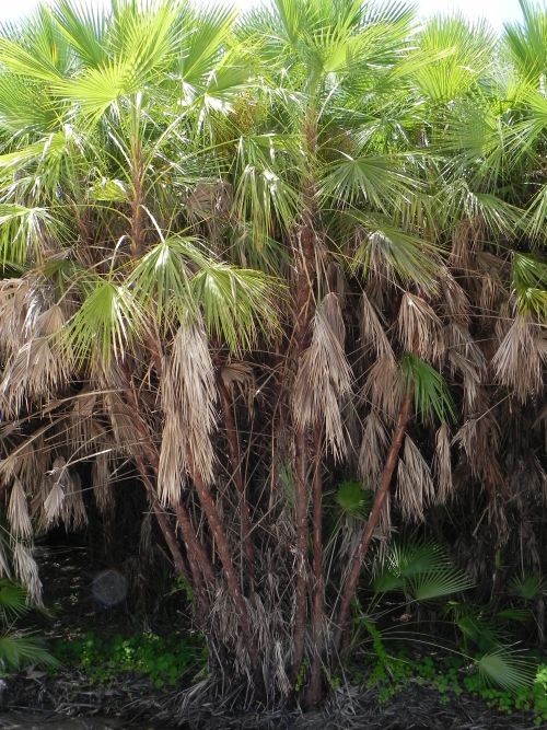 acoelorrhaphe-wrightii-everglades-palm-paurotis-palm