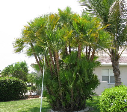 acoelorrhaphe-wrightii-everglades-palm-paurotis-palm