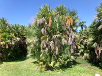 acoelorrhaphe-wrightii-everglades-palm-paurotis-palm