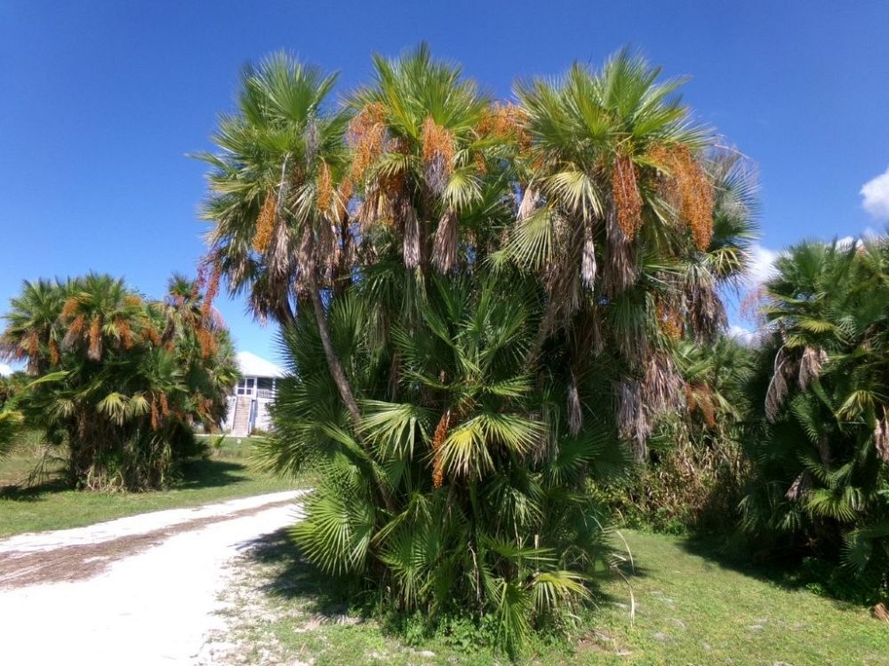 acoelorrhaphe-wrightii-everglades-palm-paurotis-palm
