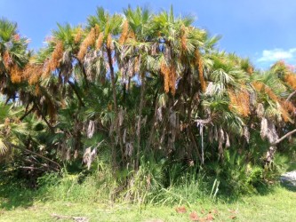 acoelorrhaphe-wrightii-everglades-palm-paurotis-palm