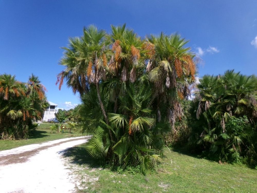acoelorrhaphe-wrightii-everglades-palm-paurotis-palm