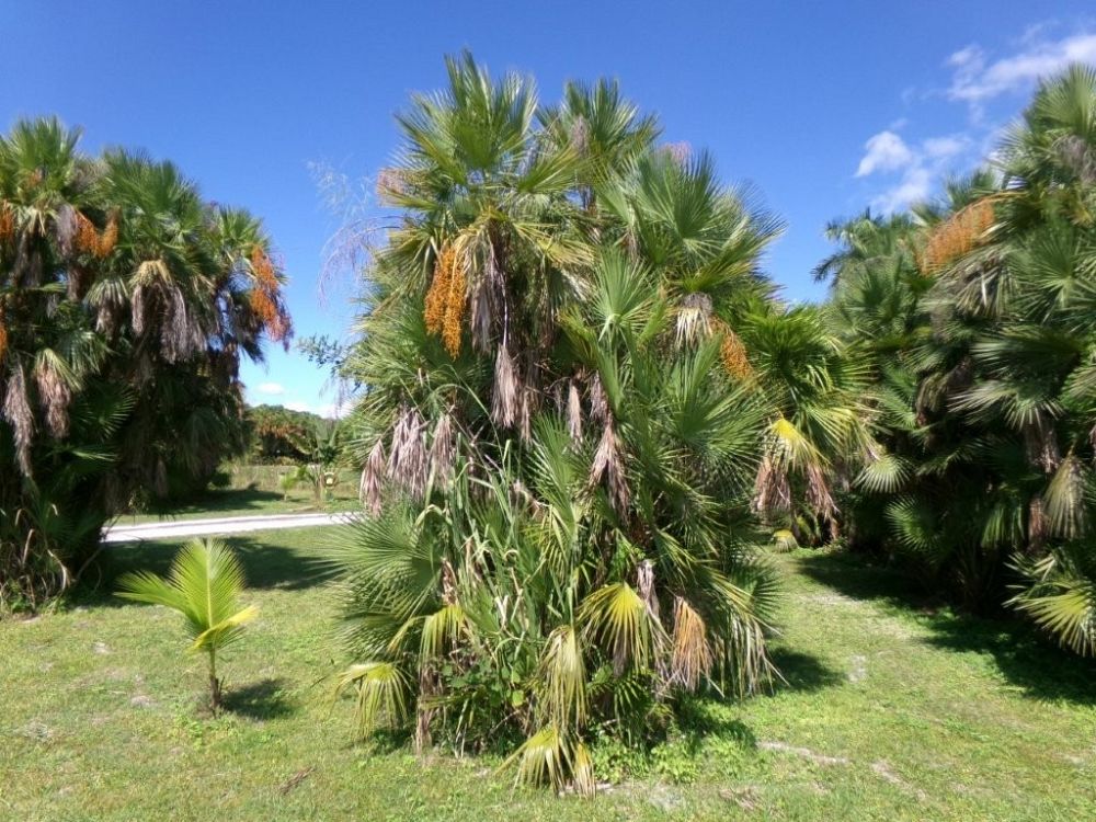 acoelorrhaphe-wrightii-everglades-palm-paurotis-palm