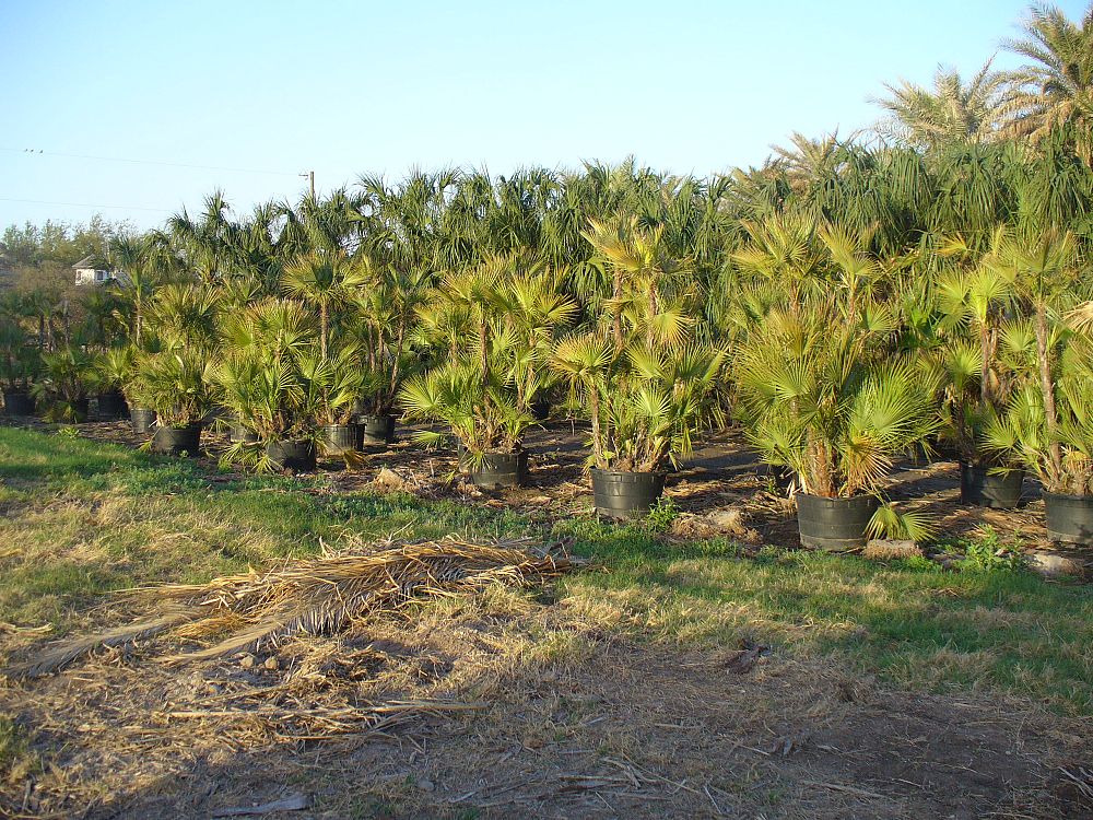 acoelorrhaphe-wrightii-everglades-palm-paurotis-palm