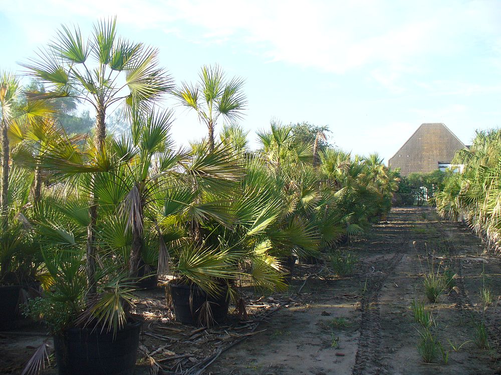 acoelorrhaphe-wrightii-everglades-palm-paurotis-palm