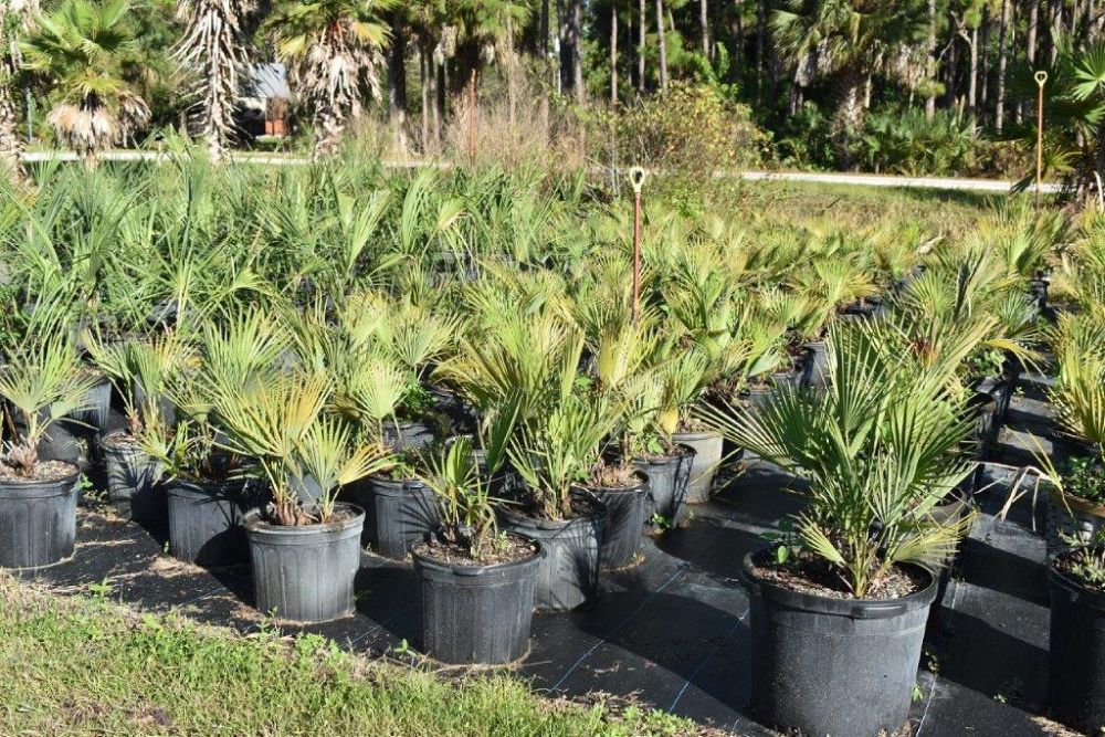 acoelorrhaphe-wrightii-everglades-palm-paurotis-palm