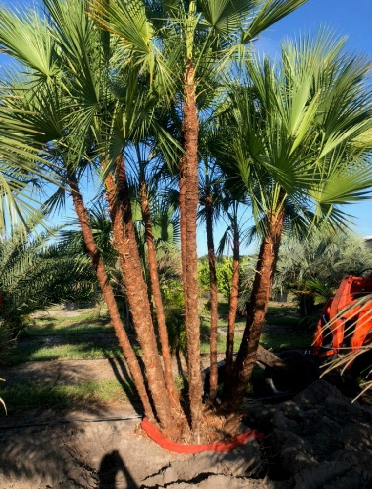 acoelorrhaphe-wrightii-everglades-palm-paurotis-palm