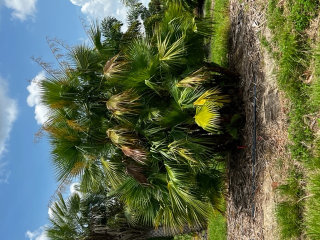 acoelorrhaphe-wrightii-everglades-palm-paurotis-palm