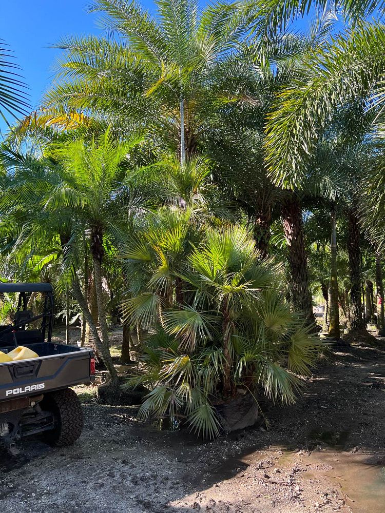 acoelorrhaphe-wrightii-everglades-palm-paurotis-palm