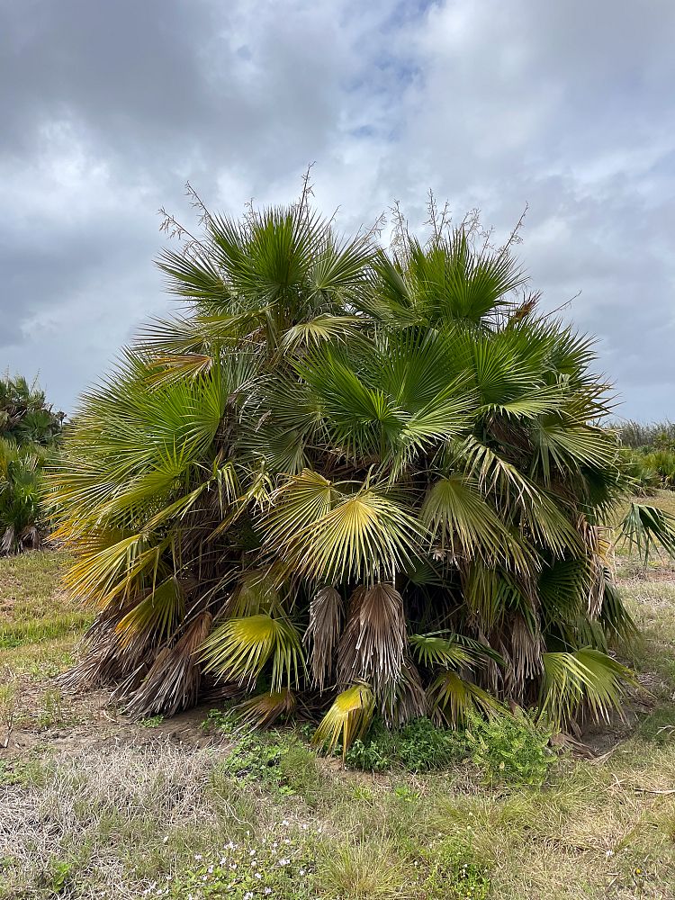 acoelorrhaphe-wrightii-everglades-palm-paurotis-palm