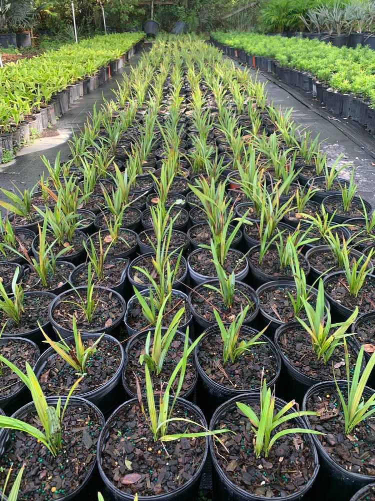 acoelorrhaphe-wrightii-everglades-palm-paurotis-palm