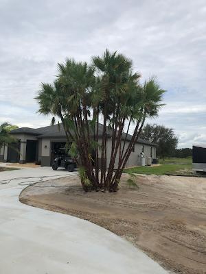 acoelorrhaphe-wrightii-everglades-palm-paurotis-palm