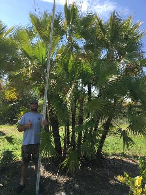 acoelorrhaphe-wrightii-everglades-palm-paurotis-palm