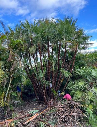 acoelorrhaphe-wrightii-everglades-palm-paurotis-palm