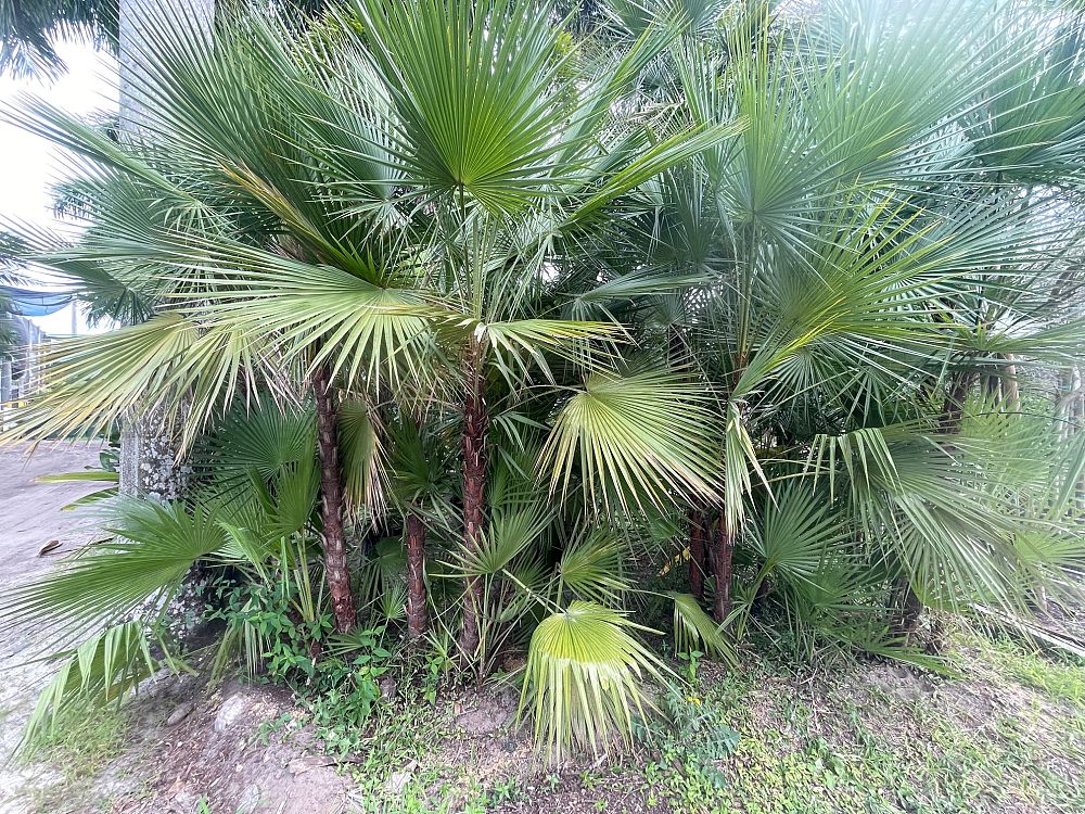 acoelorrhaphe-wrightii-everglades-palm-paurotis-palm