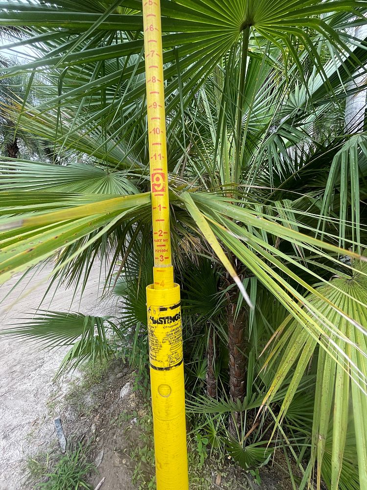 acoelorrhaphe-wrightii-everglades-palm-paurotis-palm