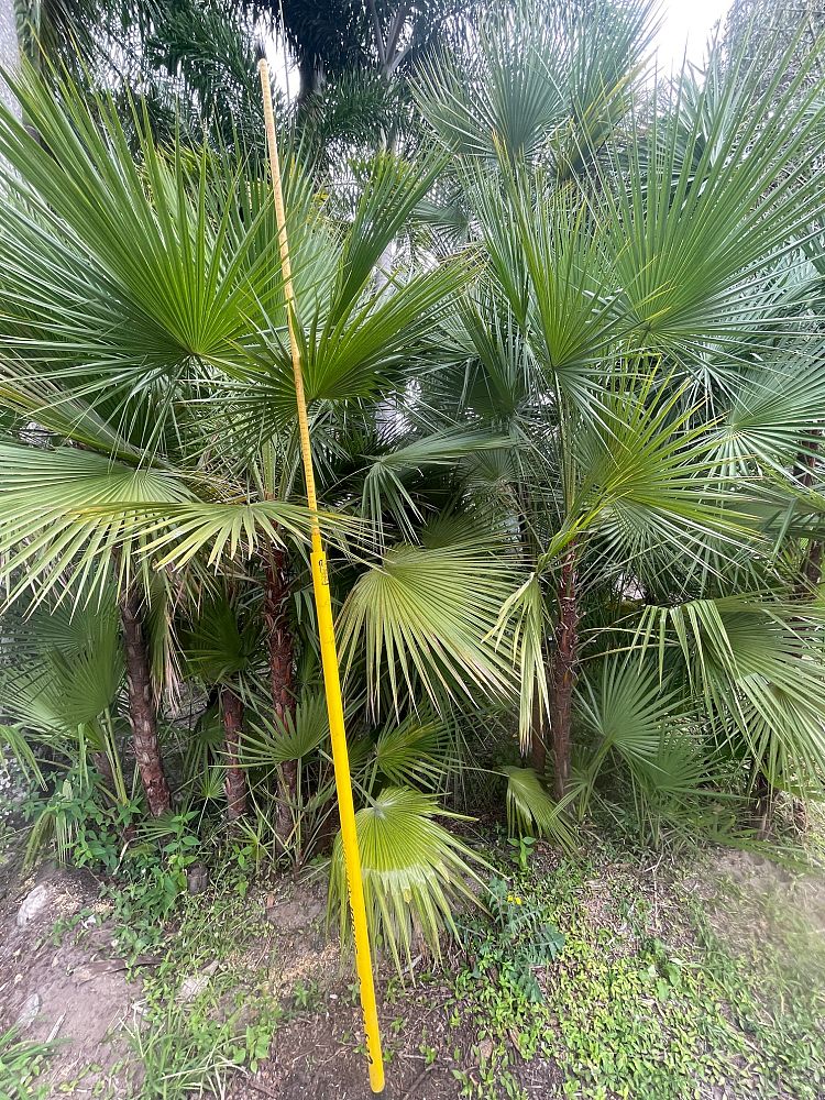 acoelorrhaphe-wrightii-everglades-palm-paurotis-palm