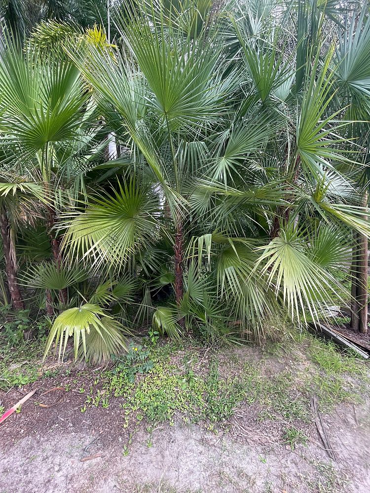 acoelorrhaphe-wrightii-everglades-palm-paurotis-palm