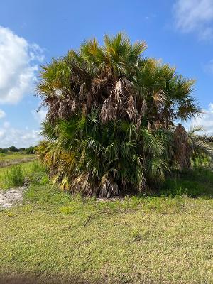 acoelorrhaphe-wrightii-everglades-palm-paurotis-palm
