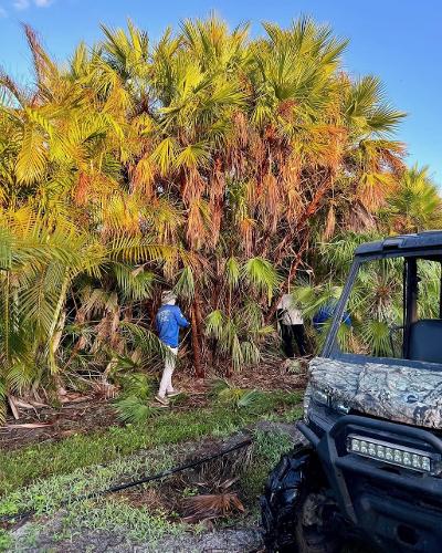 acoelorrhaphe-wrightii-everglades-palm-paurotis-palm