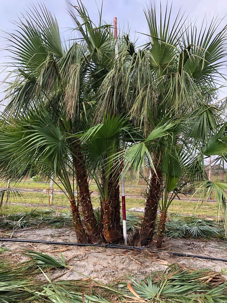 acoelorrhaphe-wrightii-everglades-palm-paurotis-palm