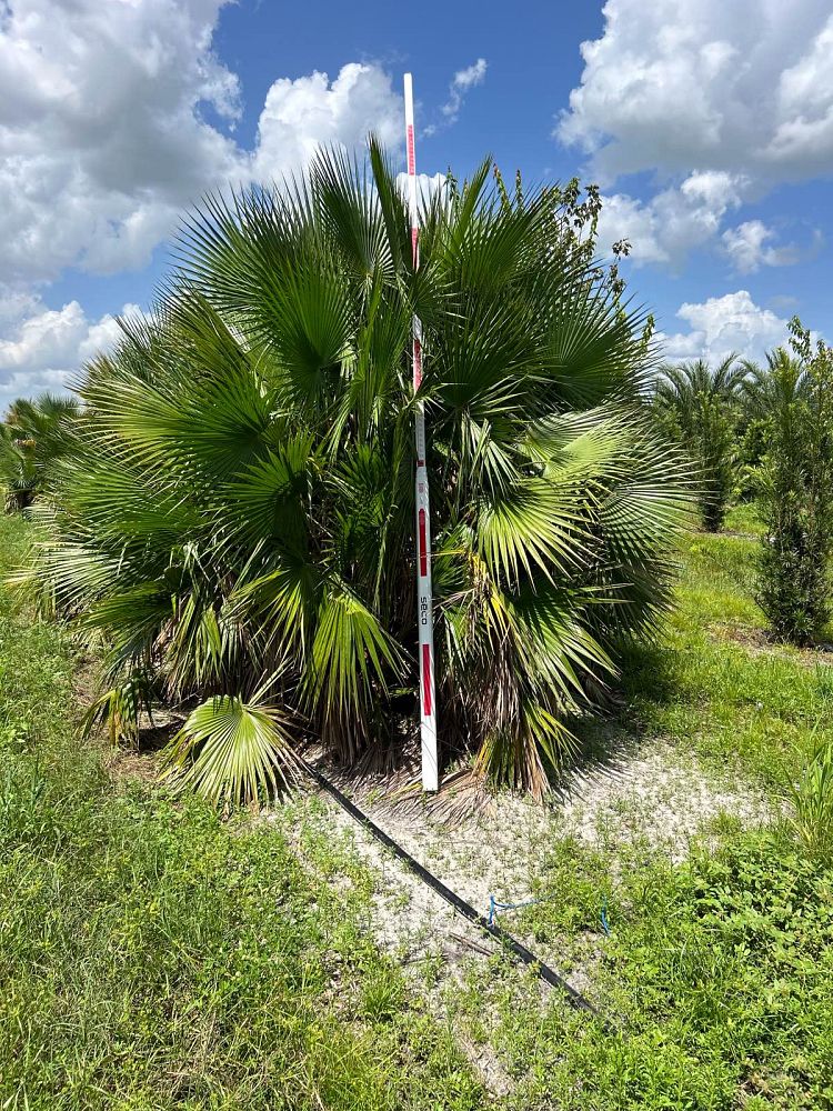 acoelorrhaphe-wrightii-everglades-palm-paurotis-palm