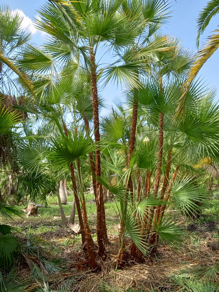 acoelorrhaphe-wrightii-everglades-palm-paurotis-palm