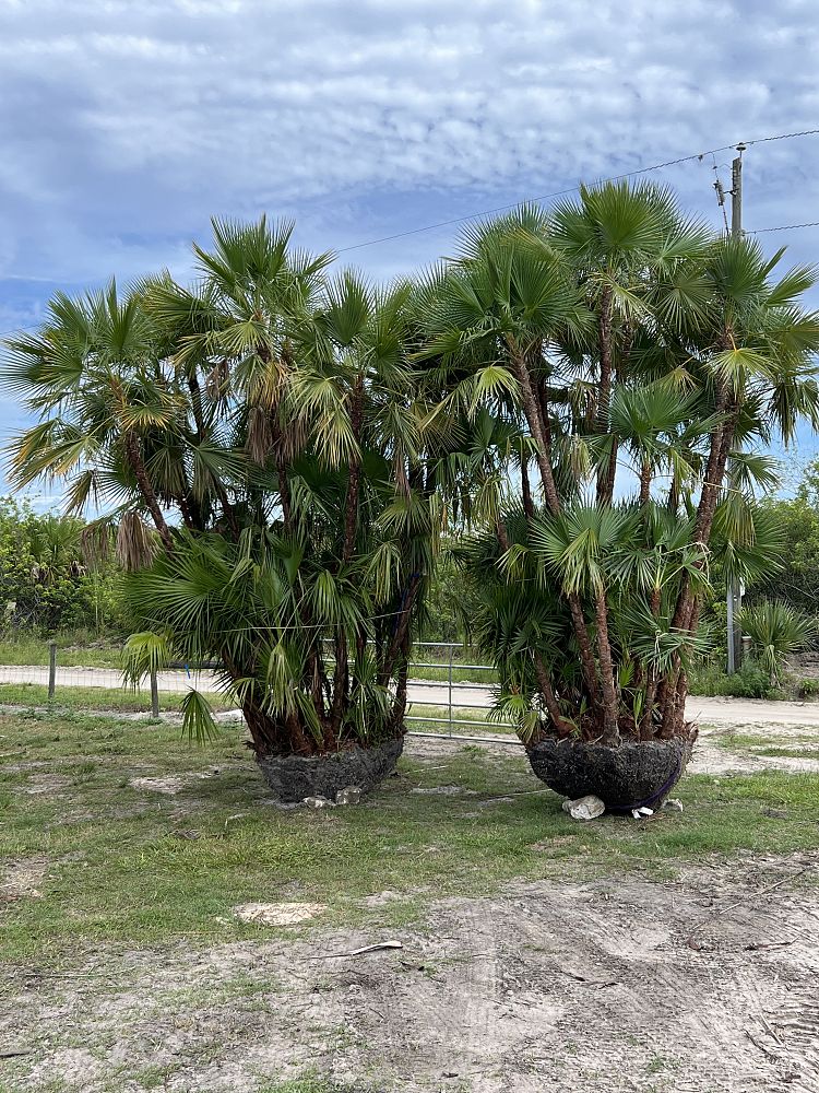 acoelorrhaphe-wrightii-everglades-palm-paurotis-palm