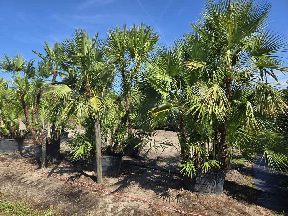 acoelorrhaphe-wrightii-everglades-palm-paurotis-palm