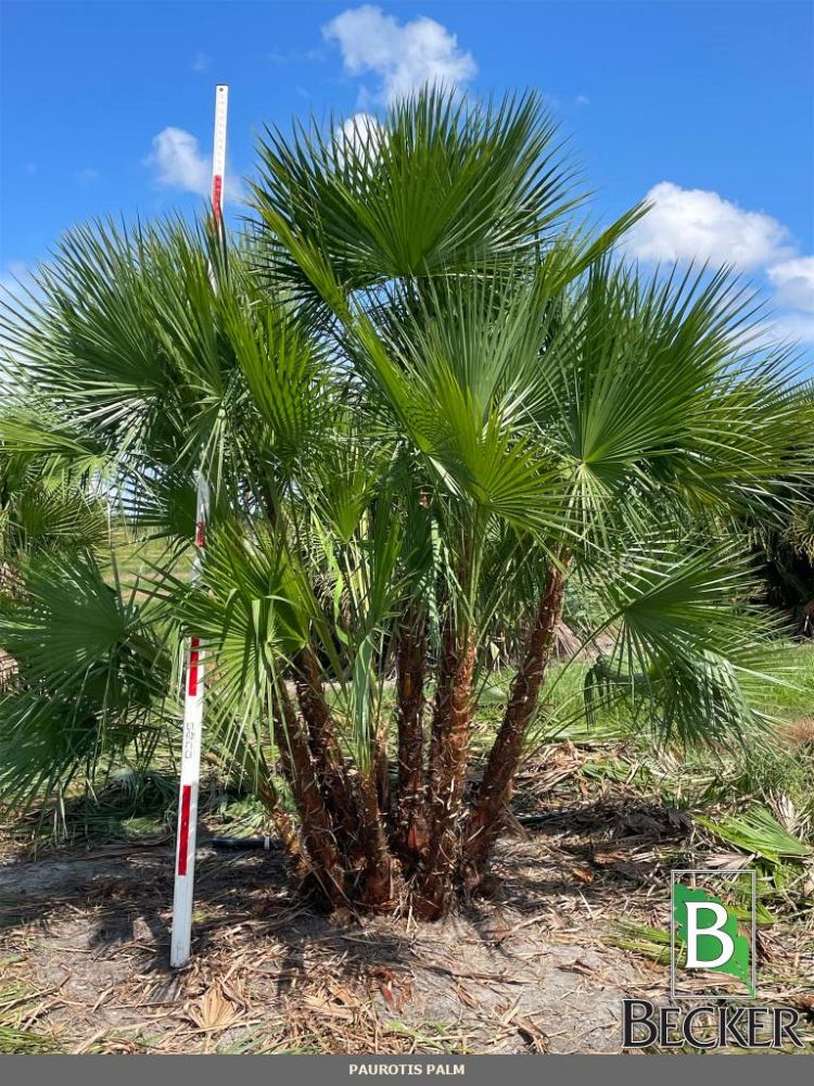acoelorrhaphe-wrightii-everglades-palm-paurotis-palm