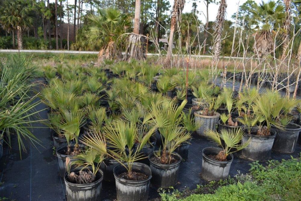 acoelorrhaphe-wrightii-everglades-palm-paurotis-palm