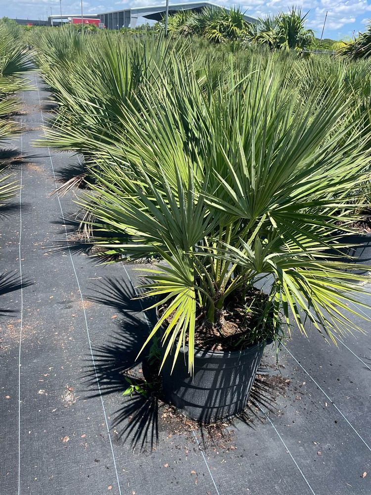 acoelorrhaphe-wrightii-everglades-palm-paurotis-palm
