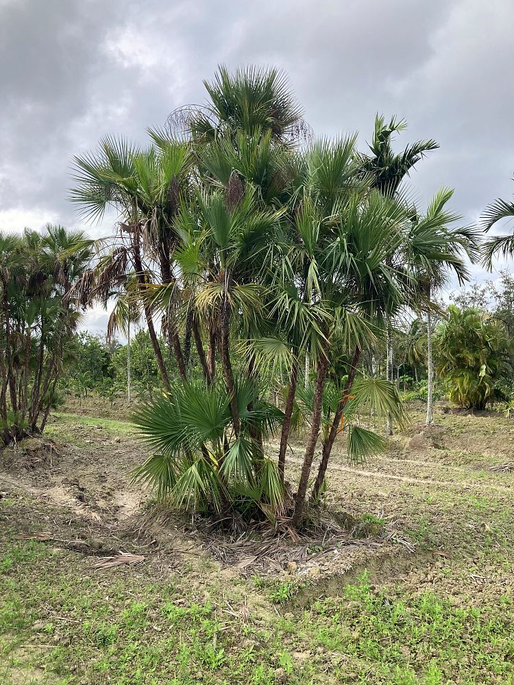 acoelorrhaphe-wrightii-everglades-palm-paurotis-palm