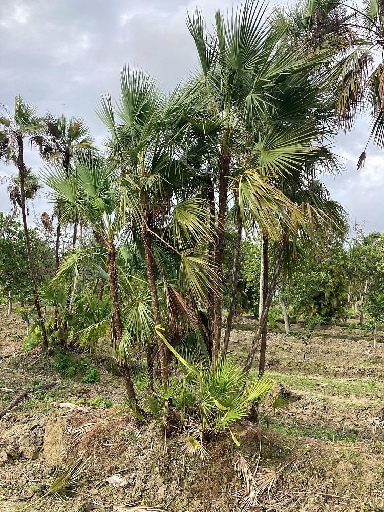 acoelorrhaphe-wrightii-everglades-palm-paurotis-palm
