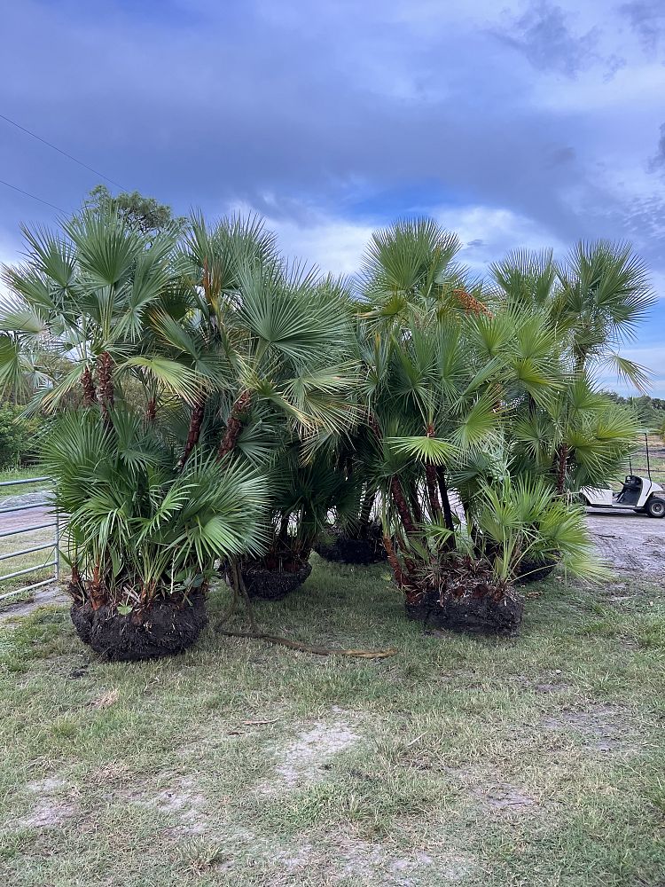 acoelorrhaphe-wrightii-everglades-palm-paurotis-palm