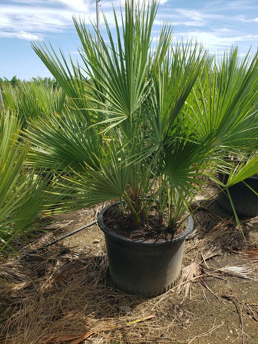 acoelorrhaphe-wrightii-everglades-palm-paurotis-palm