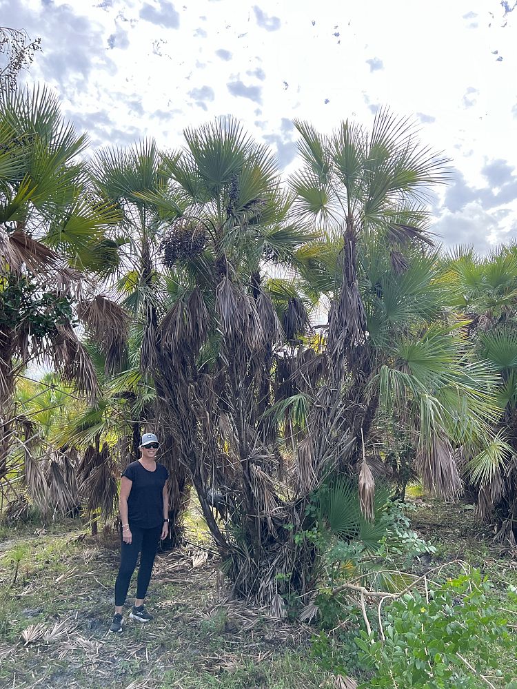 acoelorrhaphe-wrightii-everglades-palm-paurotis-palm