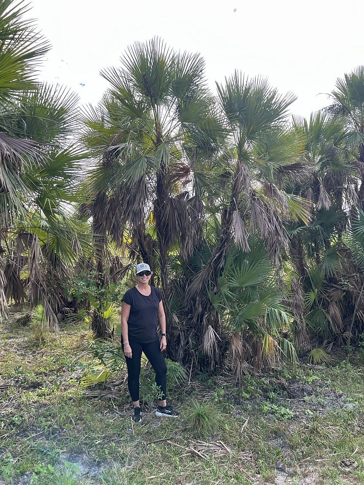 acoelorrhaphe-wrightii-everglades-palm-paurotis-palm