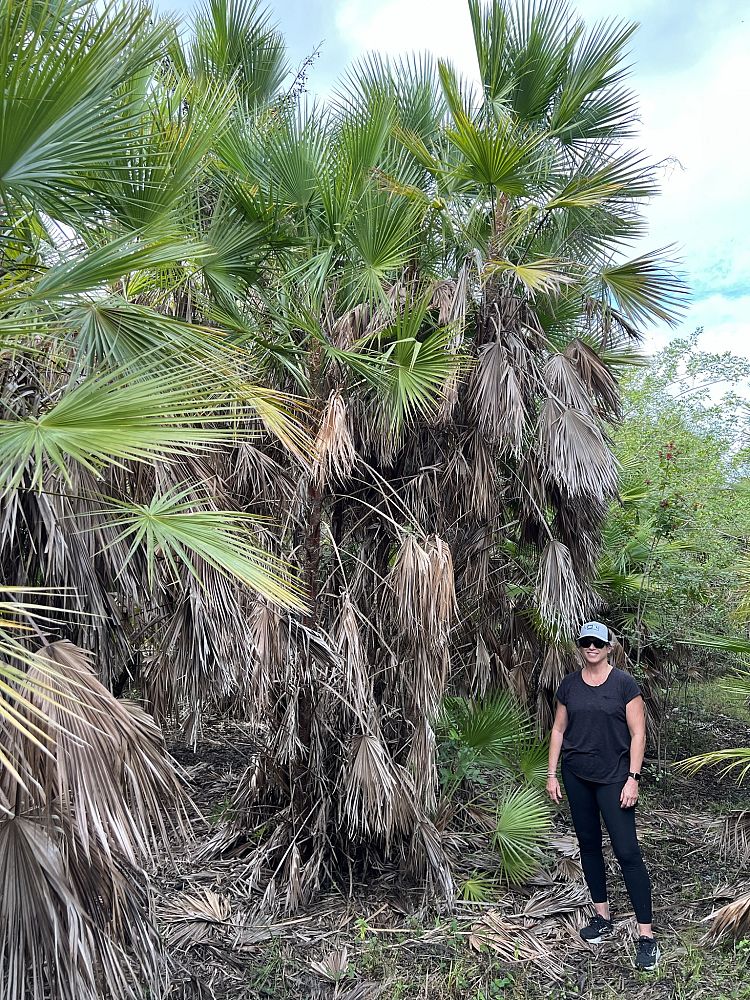 acoelorrhaphe-wrightii-everglades-palm-paurotis-palm
