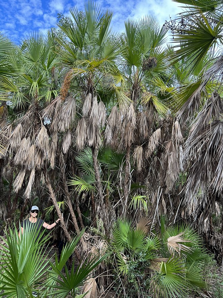 acoelorrhaphe-wrightii-everglades-palm-paurotis-palm