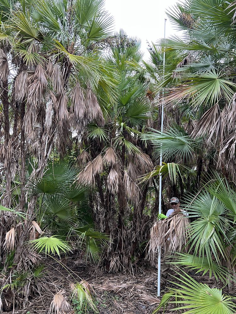 acoelorrhaphe-wrightii-everglades-palm-paurotis-palm
