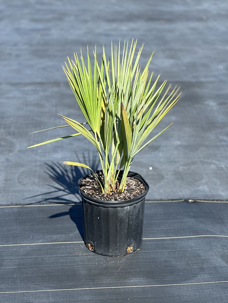 acoelorrhaphe-wrightii-everglades-palm-paurotis-palm