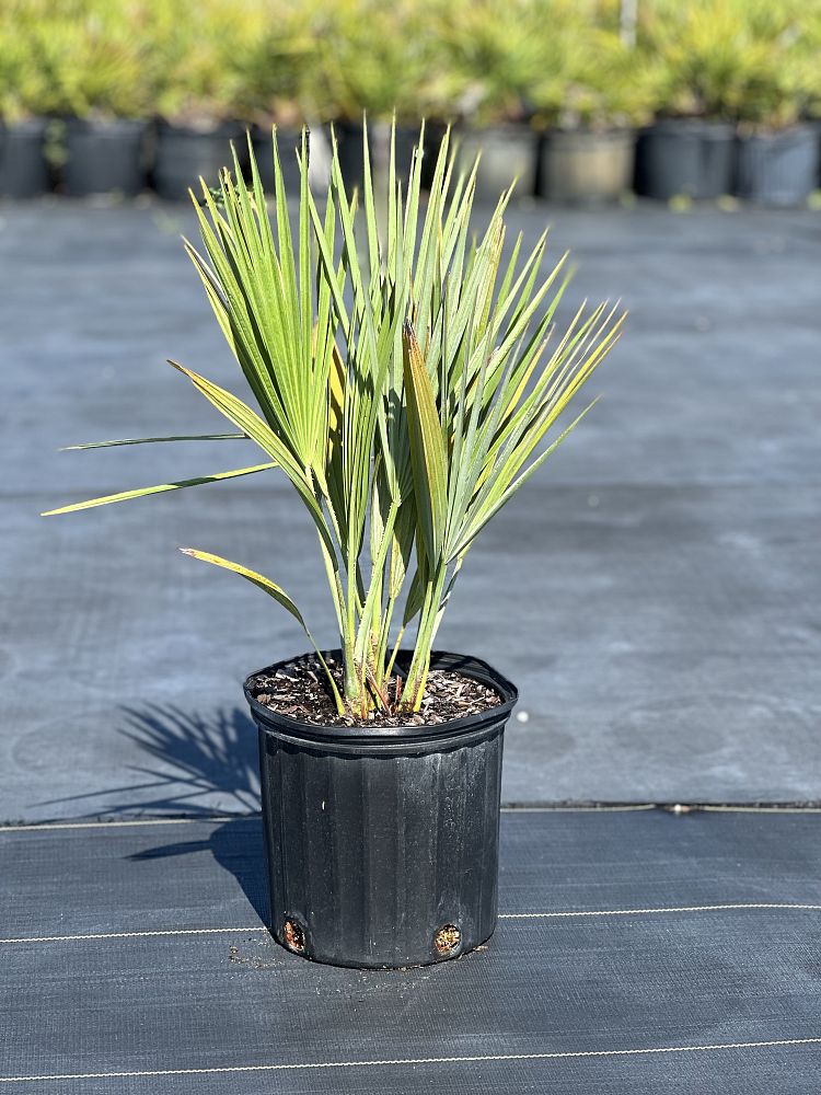 acoelorrhaphe-wrightii-everglades-palm-paurotis-palm